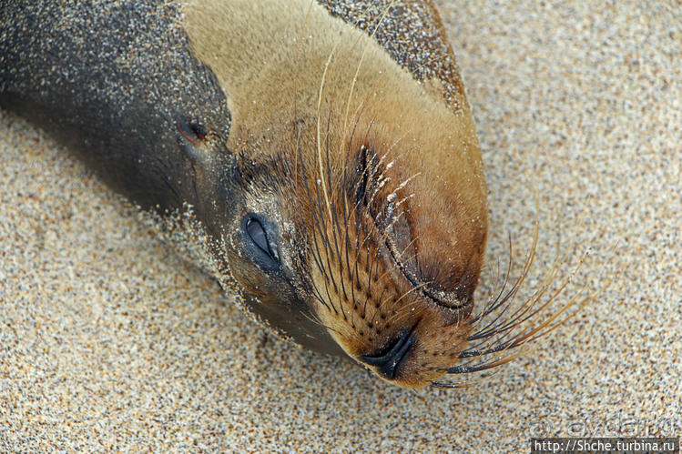 Галапагосы. Остров Санта Фе. Этап 2 — колония морских львов