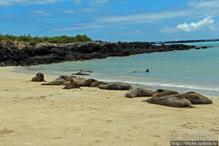 Галапагосы. Остров Санта Фе. Этап 2 — колония морских львов