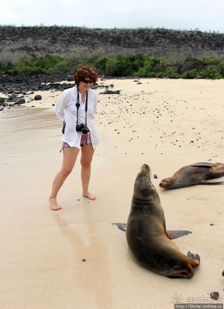Галапагосы. Остров Санта Фе. Этап 2 — колония морских львов