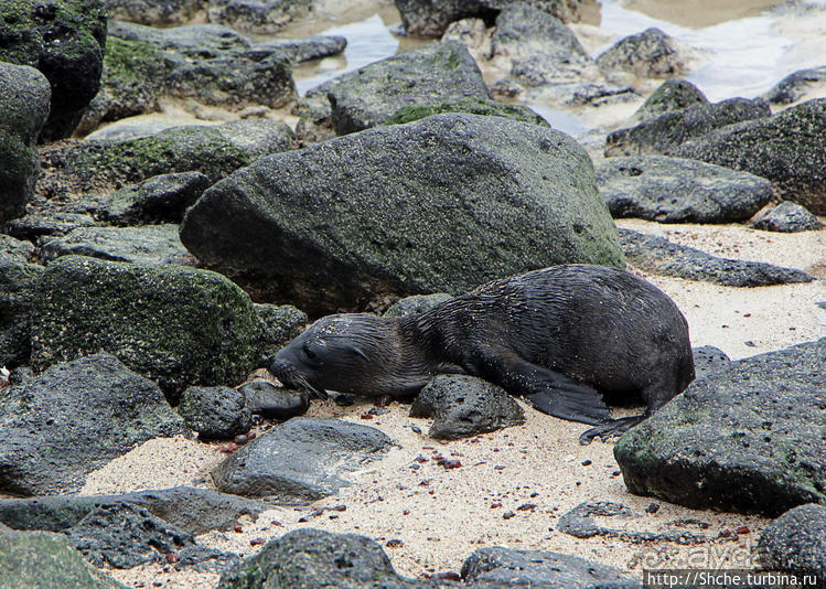 Галапагосы. Остров Санта Фе. Этап 2 — колония морских львов