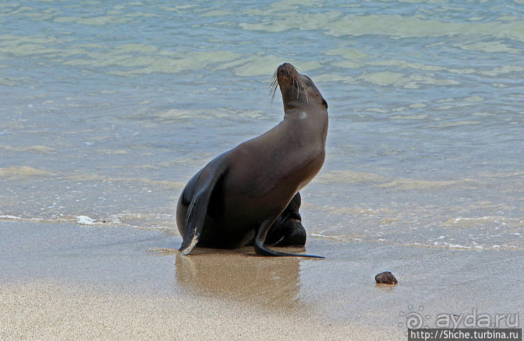 Галапагосы. Остров Санта Фе. Этап 2 — колония морских львов