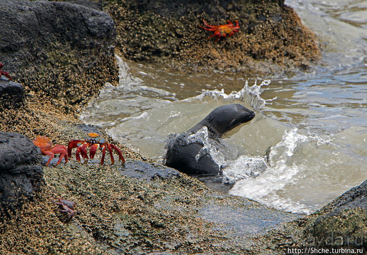 Галапагосы. Остров Санта Фе. Этап 2 — колония морских львов
