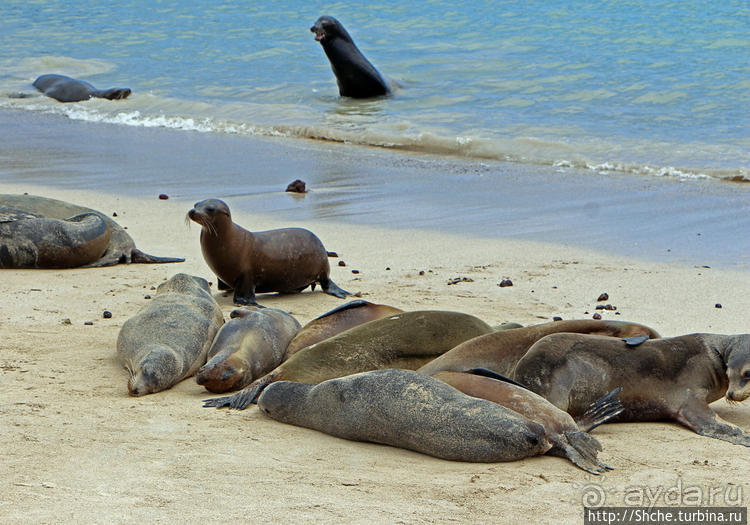 Галапагосы. Остров Санта Фе. Этап 2 — колония морских львов