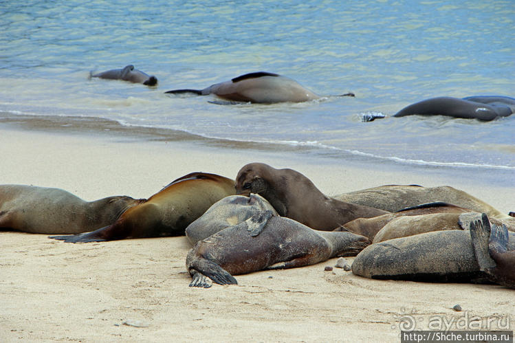 Галапагосы. Остров Санта Фе. Этап 2 — колония морских львов