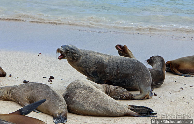 Галапагосы. Остров Санта Фе. Этап 2 — колония морских львов
