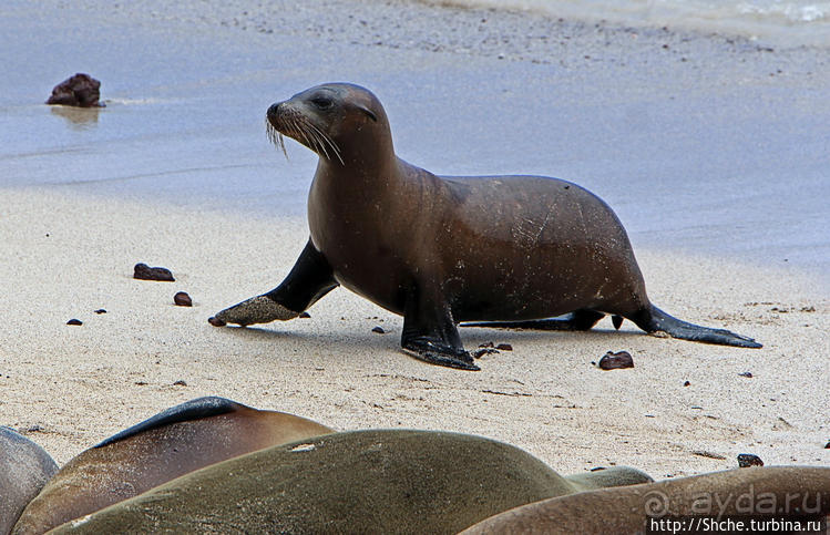 Галапагосы. Остров Санта Фе. Этап 2 — колония морских львов