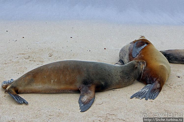 Галапагосы. Остров Санта Фе. Этап 2 — колония морских львов