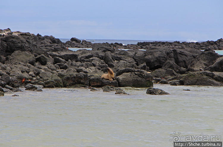 Галапагосы. Остров Санта Фе. Этап 2 — колония морских львов