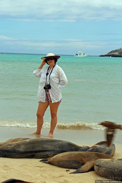 Галапагосы. Остров Санта Фе. Этап 2 — колония морских львов