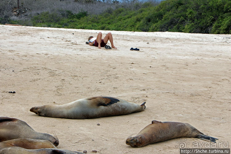 Галапагосы. Остров Санта Фе. Этап 2 — колония морских львов