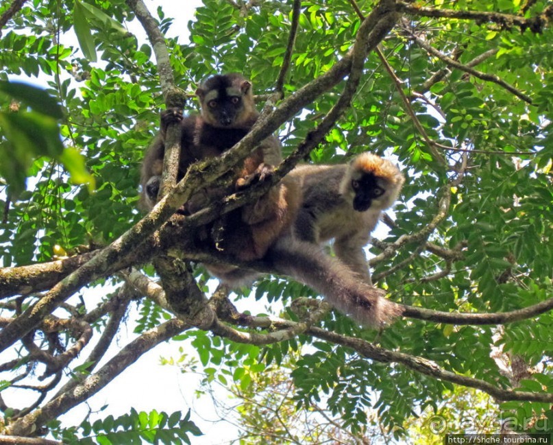 40 причин поехать на Мадагаскар
