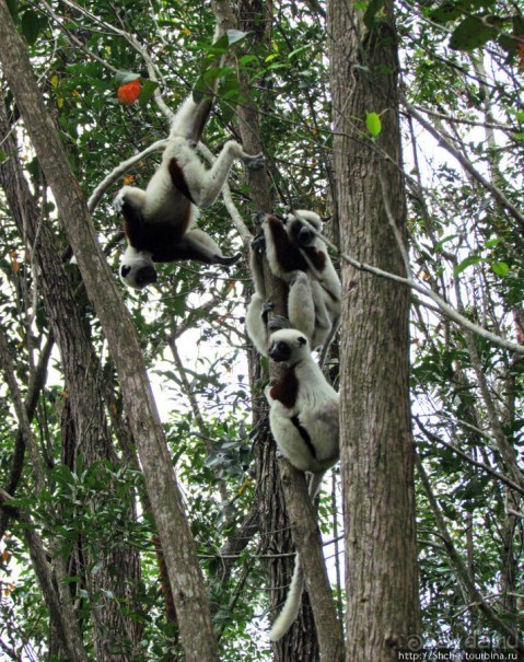 40 причин поехать на Мадагаскар
