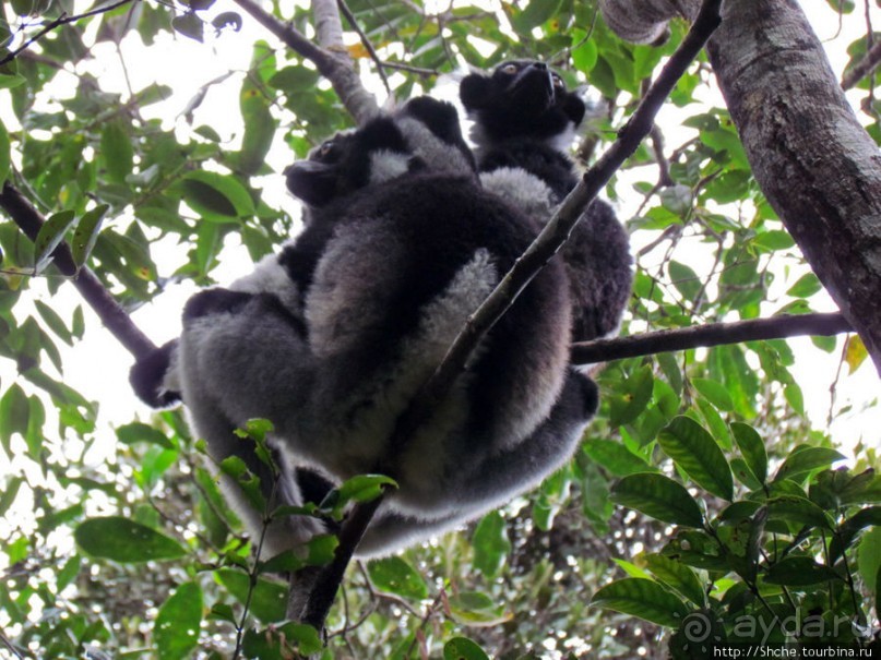 40 причин поехать на Мадагаскар