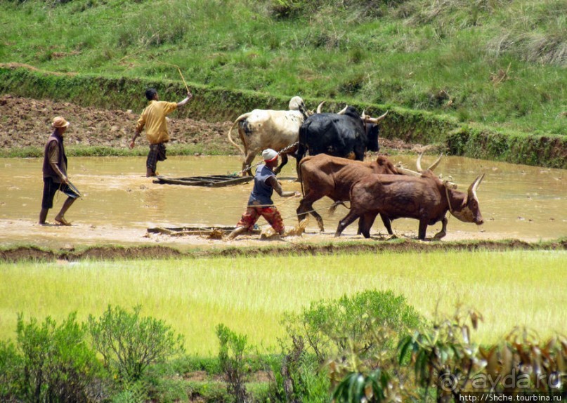40 причин поехать на Мадагаскар