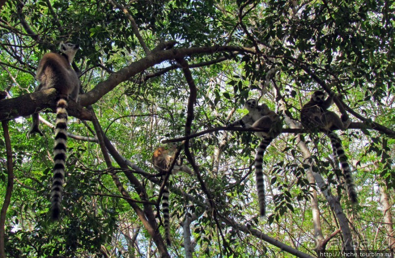 40 причин поехать на Мадагаскар