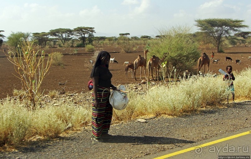 Эфиопские картинки. Дорога в Лалибелу. Пустынный регион Афар