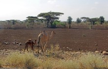 Эфиопские картинки. Дорога в Лалибелу. Пустынный регион Афар