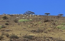 Эфиопские картинки. Дорога в Лалибелу. Пустынный регион Афар