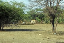 Эфиопские картинки. Дорога в Лалибелу. Пустынный регион Афар