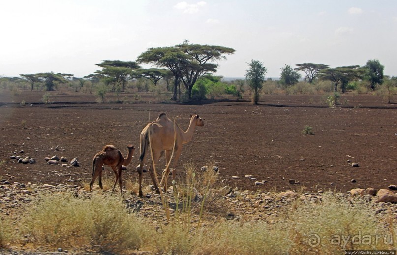 Эфиопские картинки. Дорога в Лалибелу. Пустынный регион Афар
