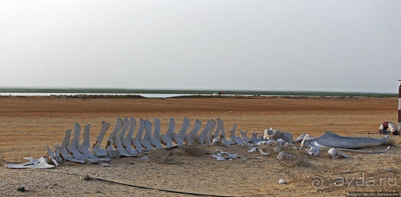 Альбом отзыва "Национальный парк Банк д`Арген (объект ЮНЕСКО №506)"