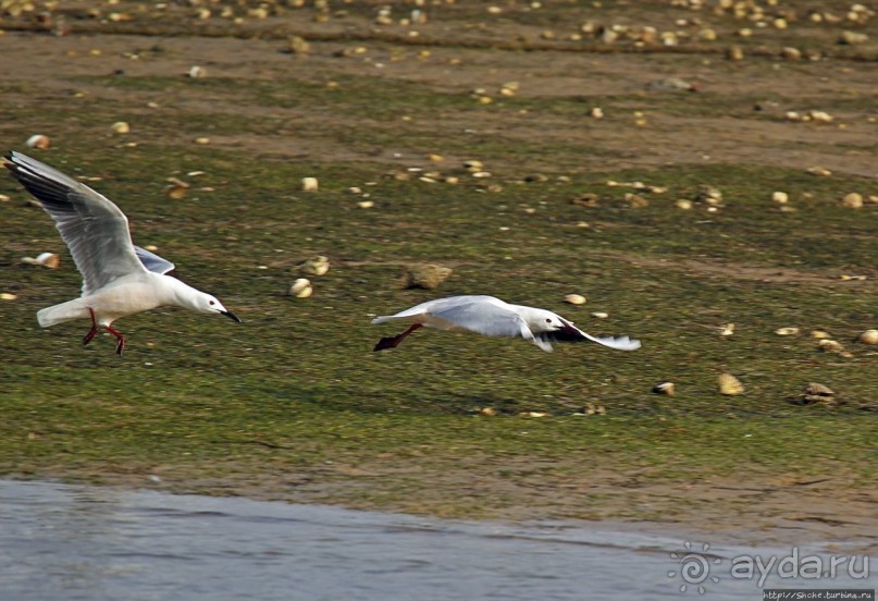 Альбом отзыва "Национальный парк Банк д`Арген (объект ЮНЕСКО №506)"