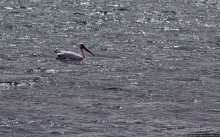 Альбом отзыва "Национальный парк Банк д`Арген (объект ЮНЕСКО №506)"