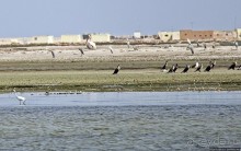 Альбом отзыва "Национальный парк Банк д`Арген (объект ЮНЕСКО №506)"