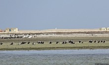 Альбом отзыва "Национальный парк Банк д`Арген (объект ЮНЕСКО №506)"