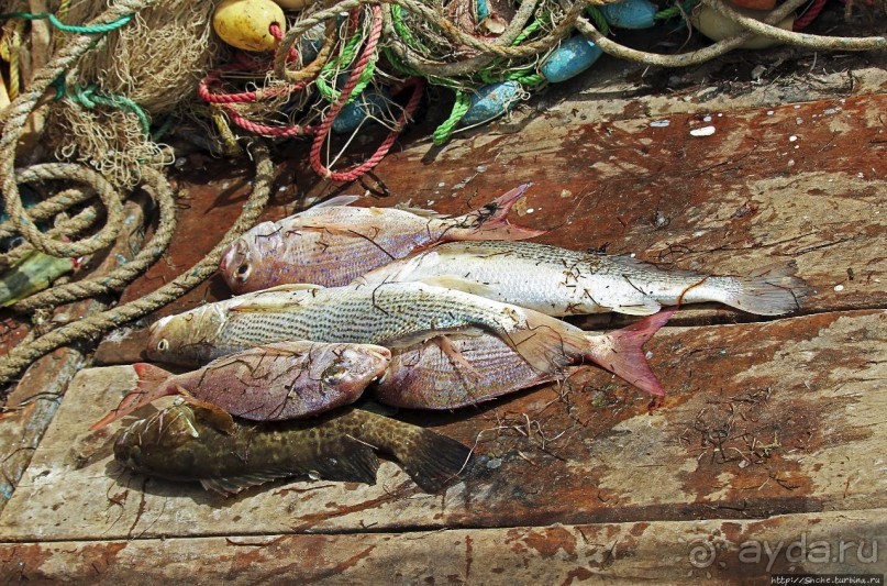 Альбом отзыва "Национальный парк Банк д`Арген (объект ЮНЕСКО №506)"