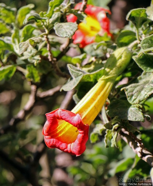 Все цветы мира к ногам наших подруг. Цветущий Эквадор