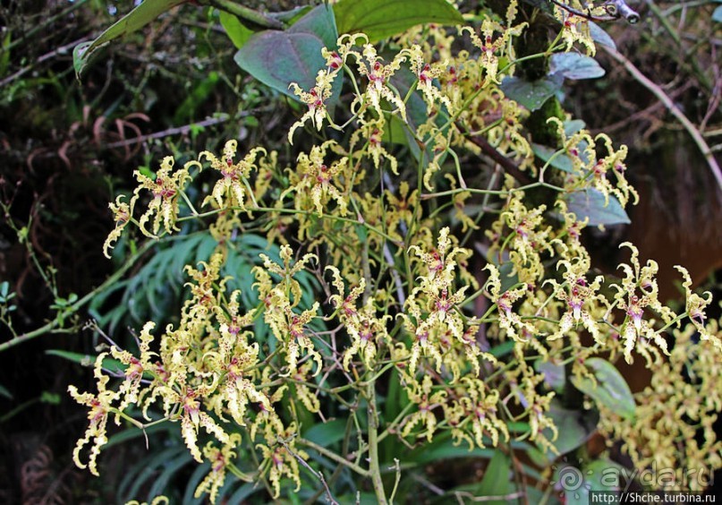 Все цветы мира к ногам наших подруг. Цветущий Эквадор