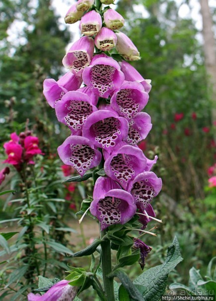 Все цветы мира к ногам наших подруг. Цветущий Эквадор