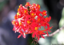 Все цветы мира к ногам наших подруг. Цветущий Эквадор