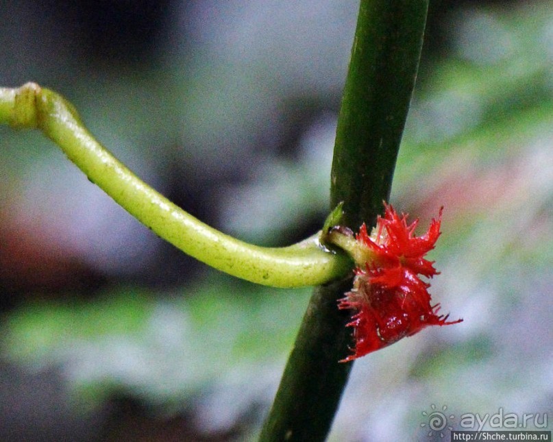 Все цветы мира к ногам наших подруг. Цветущий Эквадор