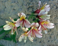 Все цветы мира к ногам наших подруг. Цветущий Эквадор