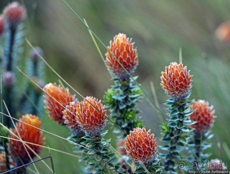 Все цветы мира к ногам наших подруг. Цветущий Эквадор