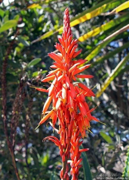Все цветы мира к ногам наших подруг. Цветущий Эквадор