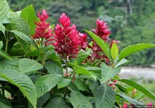 Все цветы мира к ногам наших подруг. Цветущий Эквадор