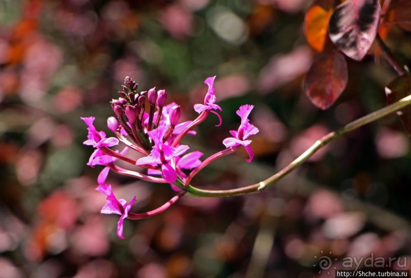 Все цветы мира к ногам наших подруг. Цветущий Эквадор