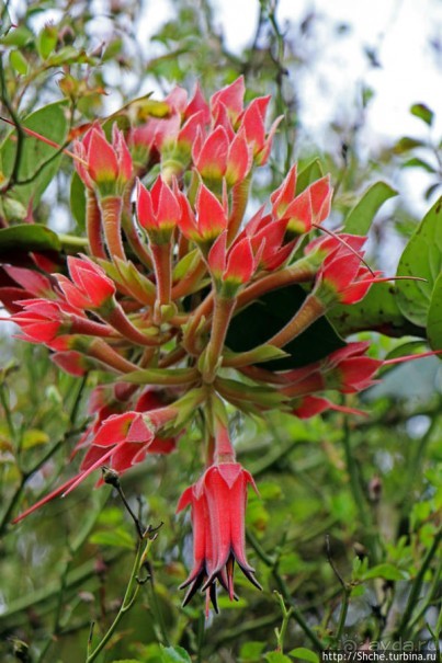 Все цветы мира к ногам наших подруг. Цветущий Эквадор