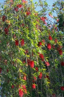 Все цветы мира к ногам наших подруг. Цветущий Эквадор