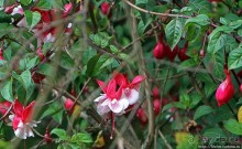 Все цветы мира к ногам наших подруг. Цветущий Эквадор