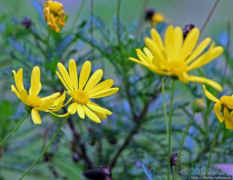 Все цветы мира к ногам наших подруг. Цветущий Эквадор