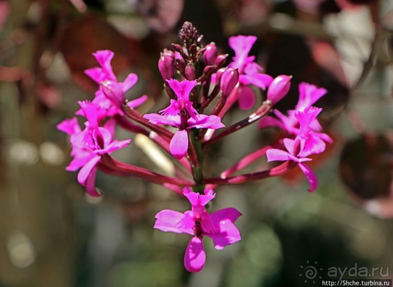 Все цветы мира к ногам наших подруг. Цветущий Эквадор