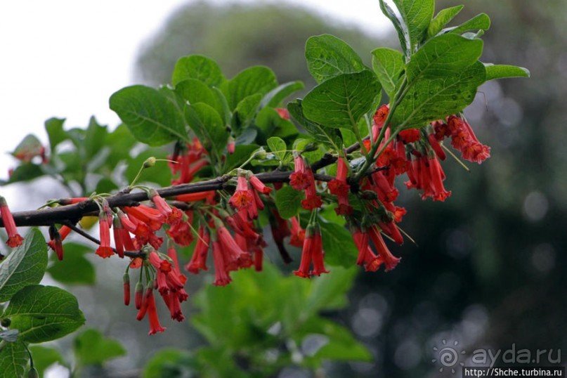 Все цветы мира к ногам наших подруг. Цветущий Эквадор