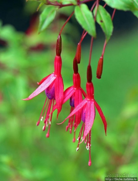 Все цветы мира к ногам наших подруг. Цветущий Эквадор