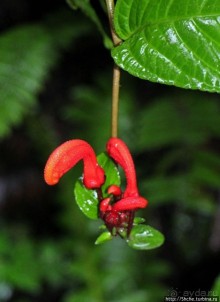 Все цветы мира к ногам наших подруг. Цветущий Эквадор