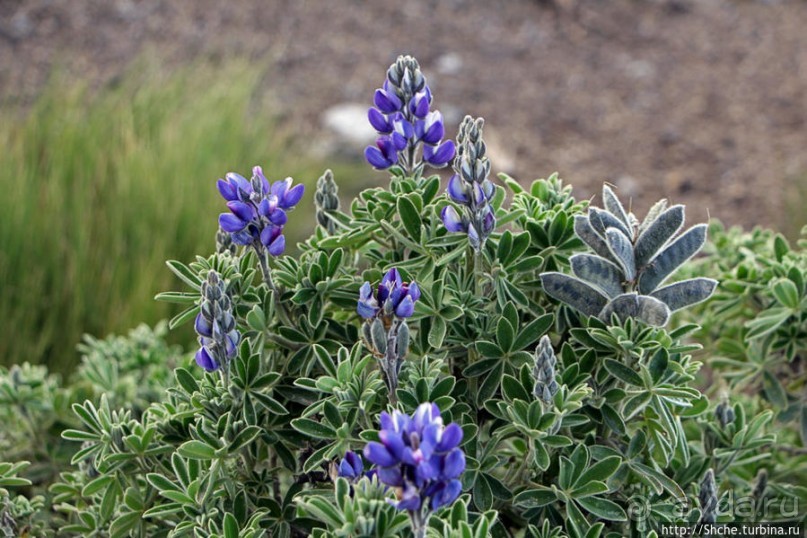 Все цветы мира к ногам наших подруг. Цветущий Эквадор