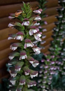 Все цветы мира к ногам наших подруг. Цветущий Эквадор